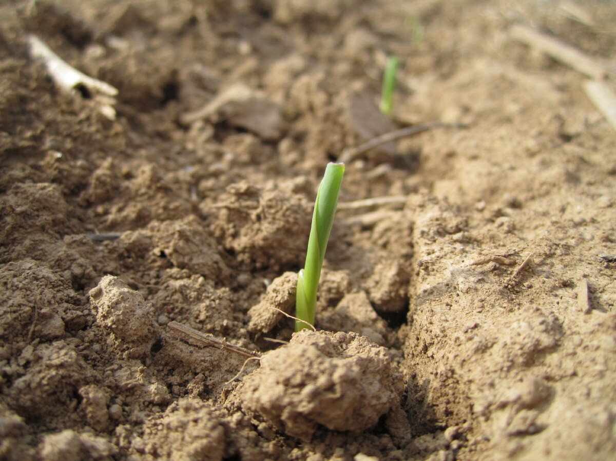 Кукуруза ростки в почве фото